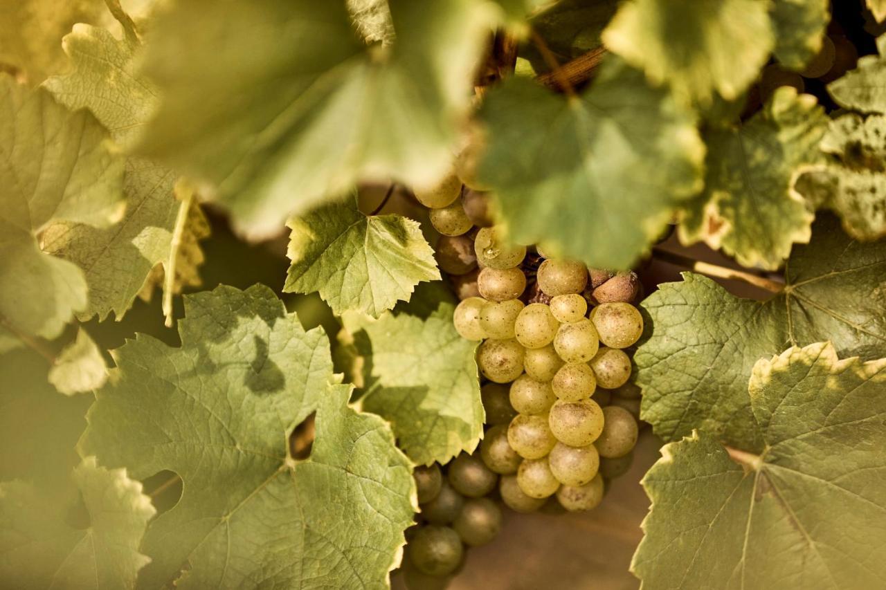 Como Le Montrachet Puligny-Montrachet Exterior photo